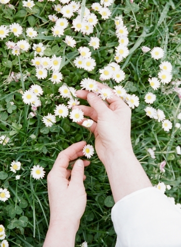 Hands Picking Wild Flowers - Australian Stock Image