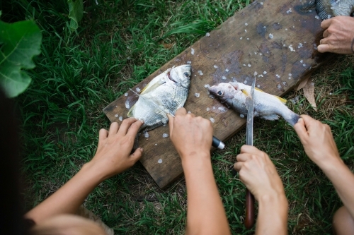 Hands preparing fish on grass and cutting board