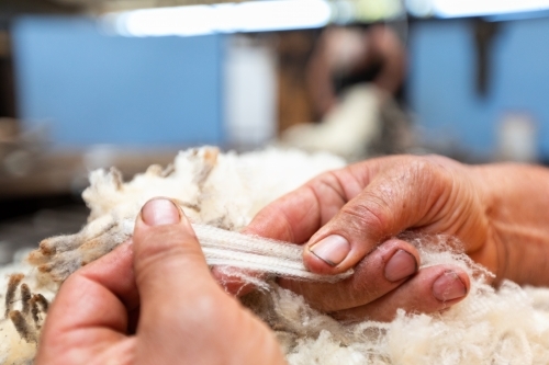 hands stretching merino wool to test strength - Australian Stock Image