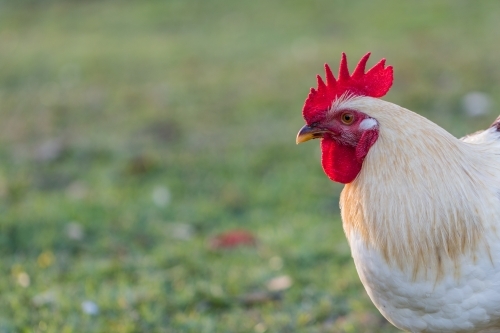 Handsome Rooster - Australian Stock Image
