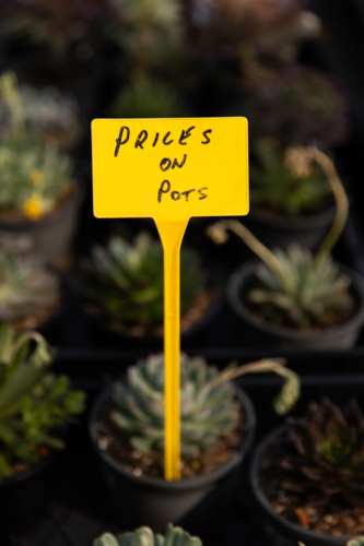 Handwritten text “Prices on pots” sign among rows of small potted succulents at a market stall - Australian Stock Image