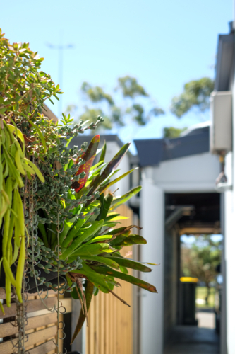Hanging bromeliades on a vertical garden - Australian Stock Image