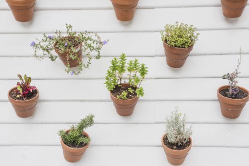 Hanging herb garden on white wall - Australian Stock Image