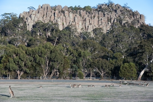 Hanging Rock with Kangaroos in foreground - Australian Stock Image