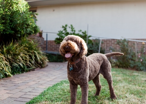 Happy, brown Italian water dog, standing alert in a backyard garden.