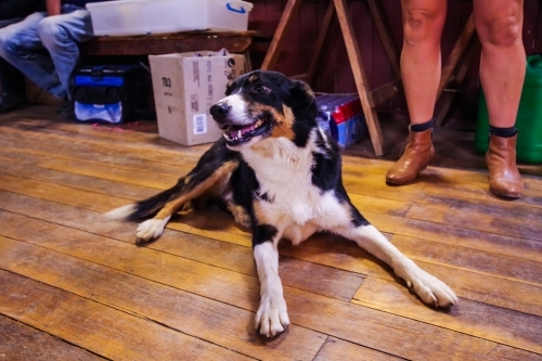 happy dog - Australian Stock Image