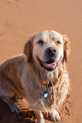 happy dog  on the beach - Australian Stock Image