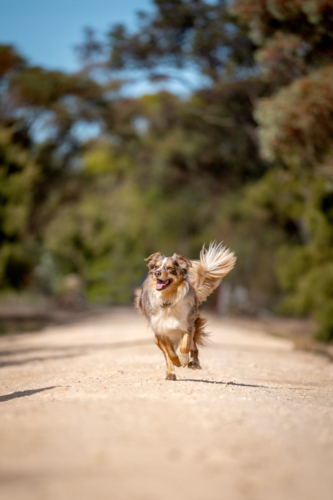 Happy dog running along a dusty country track on a sunny day. - Australian Stock Image
