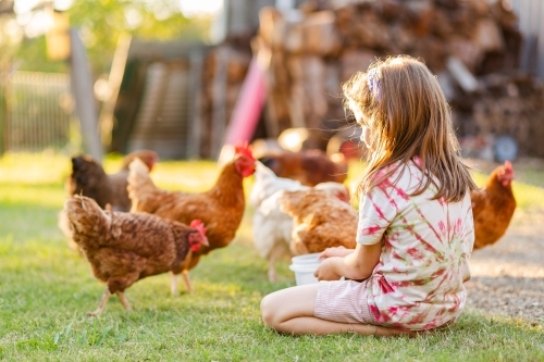 happy farm kid playing with chooks in backyard - Australian Stock Image