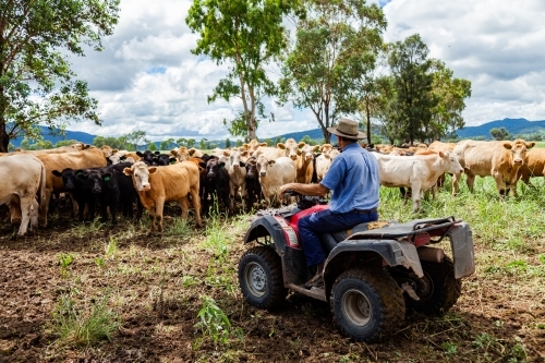 Happy farmer on quad bike surrounded by mixed mob of cattle
