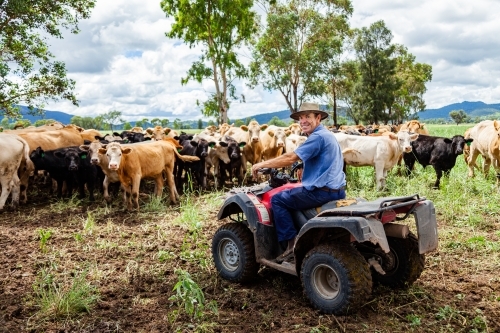 Happy farmer on quad bike surrounded by mixed mob of cattle - Australian Stock Image