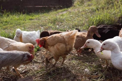 Happy free range chickens and ducks eating vegetables