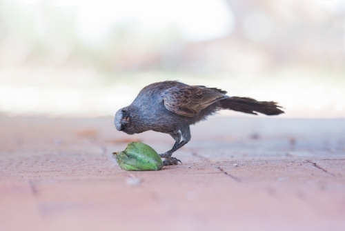 Happy Jack bird eating mango while looking at camera. - Australian Stock Image