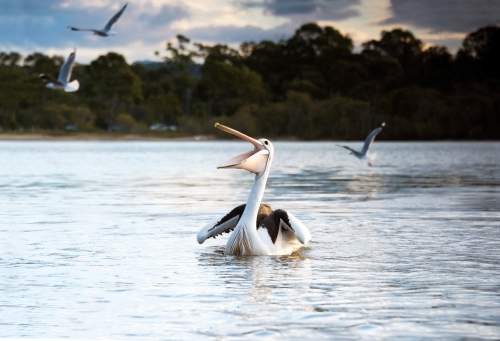 Happy looking pelican swimming in the river