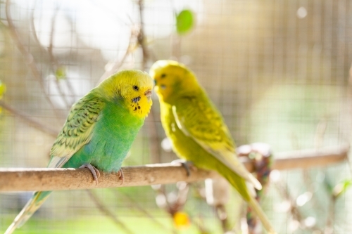 Happy pair of pet Aussie birds sitting on stick in cage