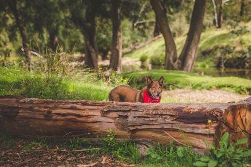 Happy red working dog with bandana in sunny green bushland next to trees - Australian Stock Image