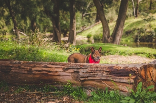 Happy red working dog with bandana in sunny green bushland next to trees