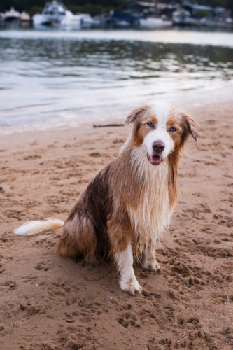 happy, wet red Border Collie dog at a seaside dog park - Australian Stock Image