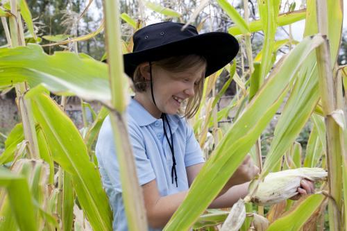 Happy young girl wearing school uniform picking corn in garden