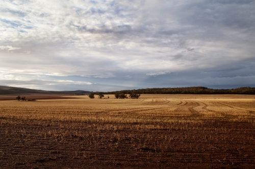 Harvested - Australian Stock Image