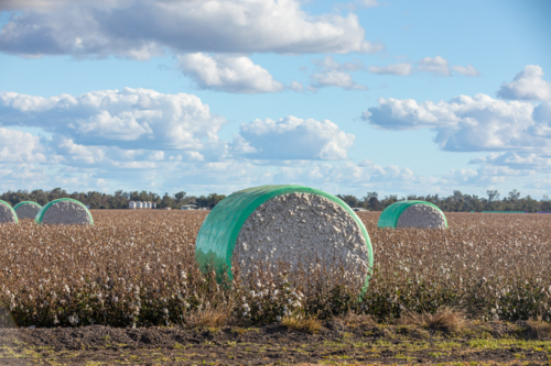 Harvested Cotton Modules in Field - Australian Stock Image