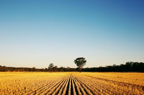 Harvested Wheat Crop - Australian Stock Image