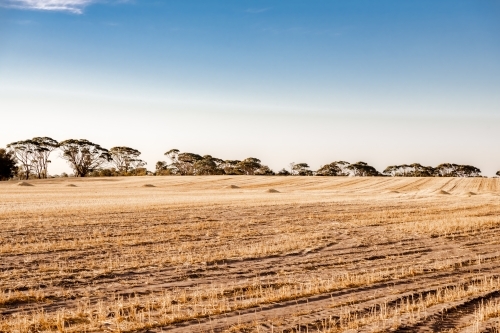 Harvested wheat crop in paddock with hay mounds and trees in the distance - Australian Stock Image