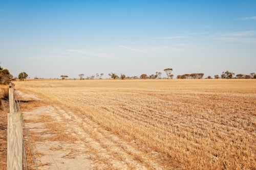 Harvested wheat crop in paddock with trees in the distance