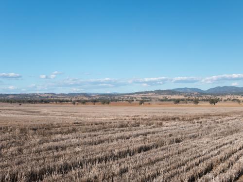 Harvested wheat field in a dry summer with blue sky - Australian Stock Image