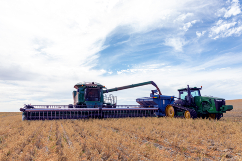 Harvester moving grain into tractor - Australian Stock Image