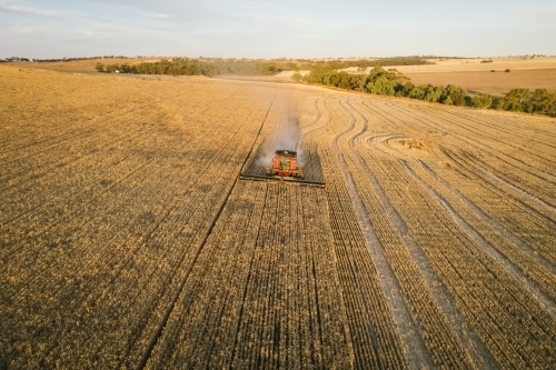 Harvesting a cereal crop in the Wheatbelt of Western Australia