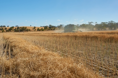 Harvesting A Swathed Canola Crop - Australian Stock Image