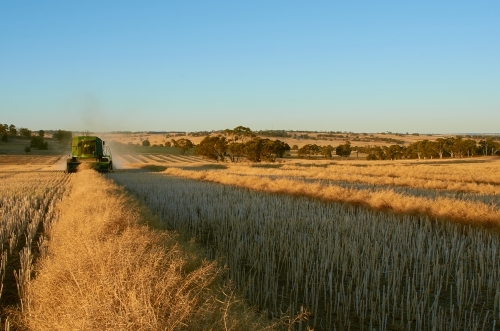 Harvesting A Swathed Canola Crop - Australian Stock Image
