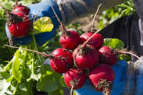 Harvesting radish - Australian Stock Image