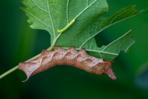 Hawk Moth caterpillar on grape leaf - Australian Stock Image