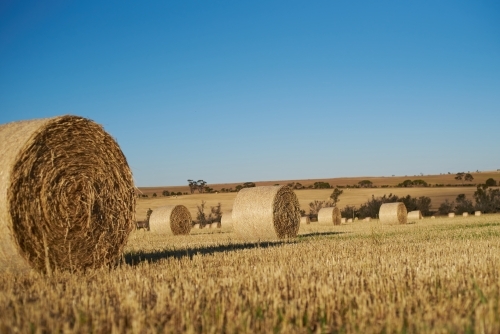 Hay Bale Harvest - Australian Stock Image
