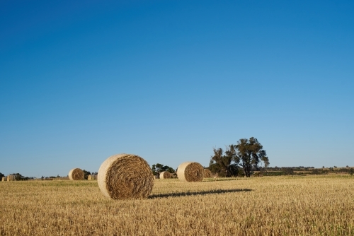 Hay paddock under blue sky. - Australian Stock Image