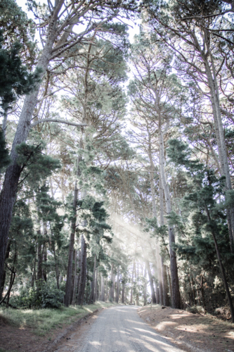 Hazy dirt track through tall gum trees and pines - Australian Stock Image
