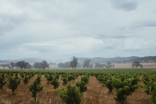 Hazy view of a Rural vineyard in Mudgee NSW under an overcast sky - Australian Stock Image