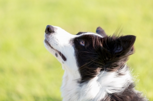 Head shot of a border collie - Australian Stock Image