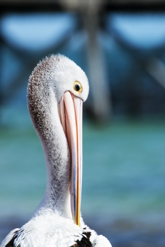 Head shot of pelican grooming - Australian Stock Image