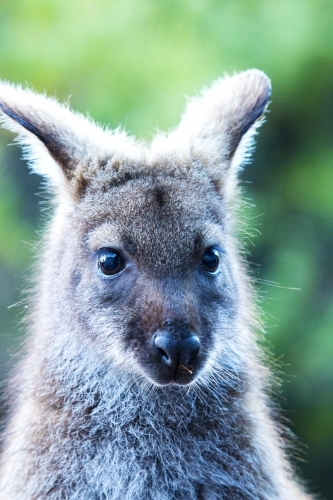 Head shot of wallaby up close
