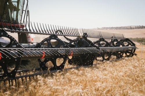 Header comb harvesting a wheat crop in the Avon Valley, Western Australia - Australian Stock Image