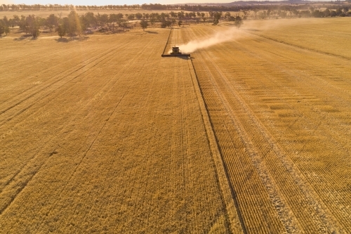 Header harvesting barley crop in the evening with view across the farm landscape. - Australian Stock Image