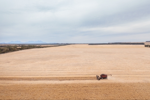 Header harvesting canola with Stirling rangers in background - Australian Stock Image