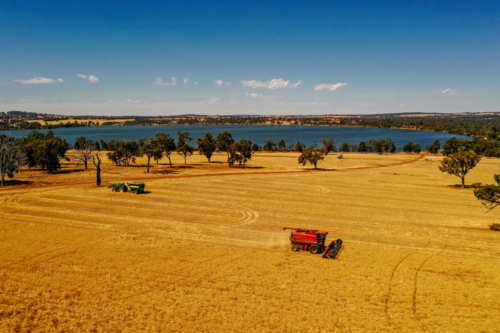 Headers harvest a barley paddock beside a lake - Australian Stock Image