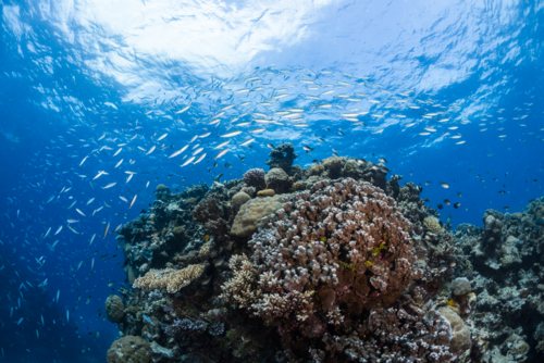 Healthy coral reef alive with fish on the Great Barrier Reef - Australian Stock Image