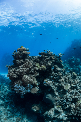 Healthy coral reef on the Great Barrier Reef - Australian Stock Image