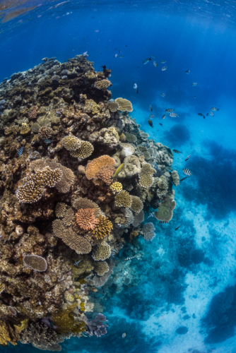 Healthy coral reef on the Great Barrier Reef - Australian Stock Image