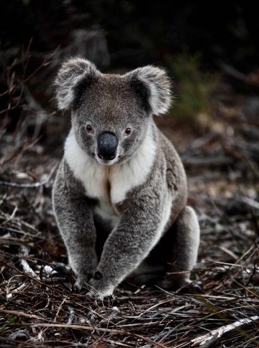 Healthy koala curiously looking at camera, sitting on bush ground